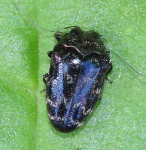 Réf. 292 829 : Trachys minutus